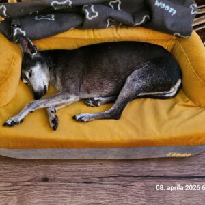 Sivo-žltá Rozhľadňa photo review