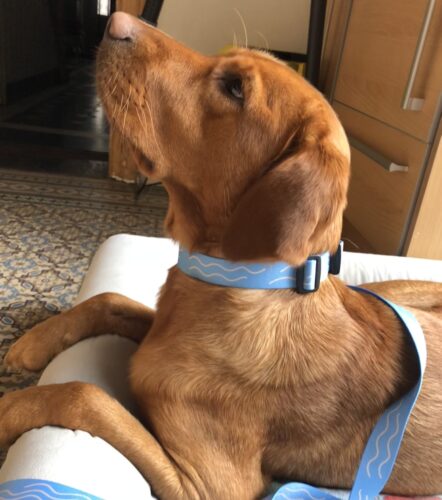 Obojok Tvojuholník photo review