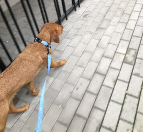 Vôdzka Šiška photo review