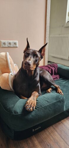 Hnedá Útulňa photo review