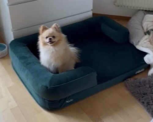 Hnedá Útulňa photo review