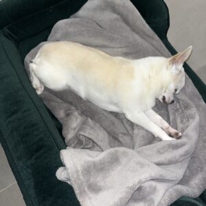 Hnedá Útulňa photo review