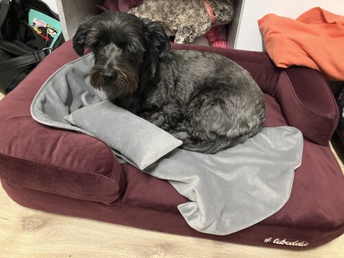 Zelený Vankúš photo review