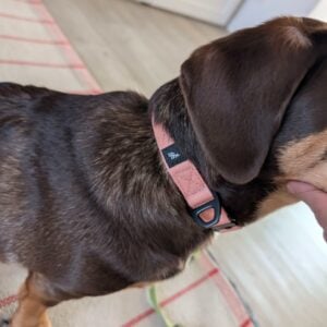 Obojok Láska photo review