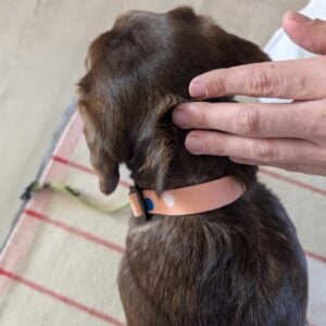 Obojok Láska photo review