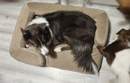 Hnedá Útulňa photo review