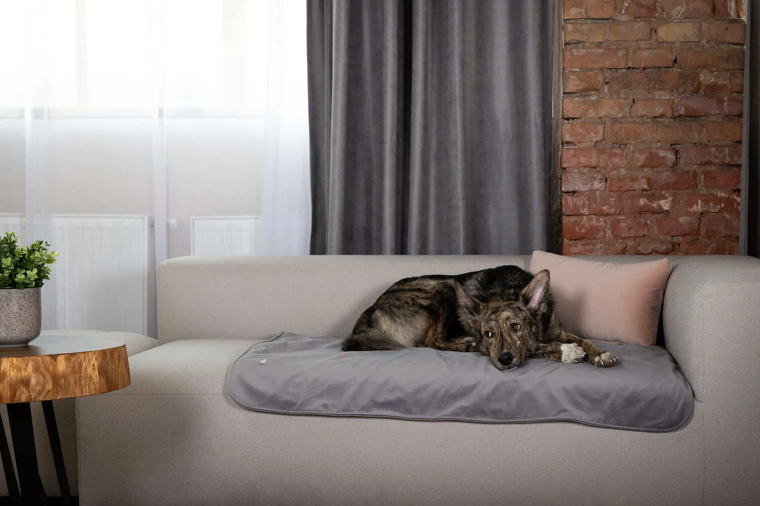 Bernie na sivej nepremokavej deke