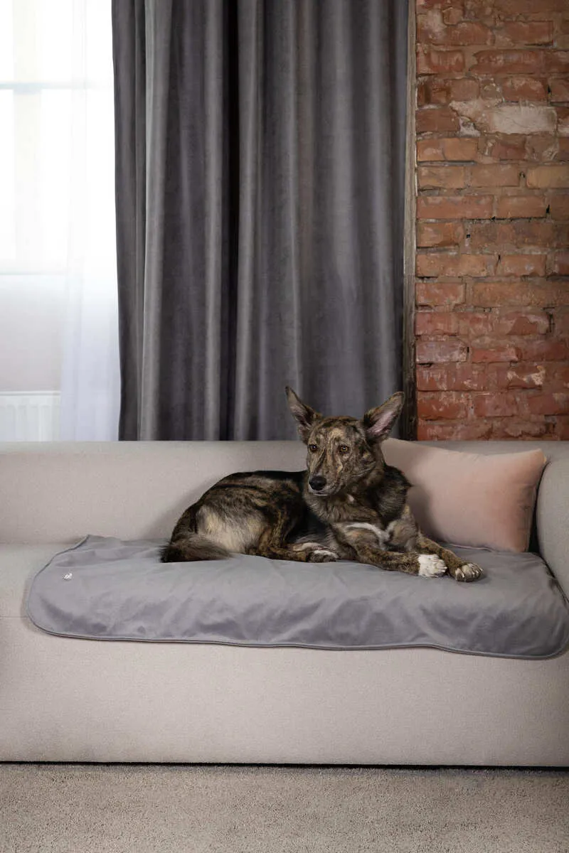 Bernie na sivej nepremokavej deke