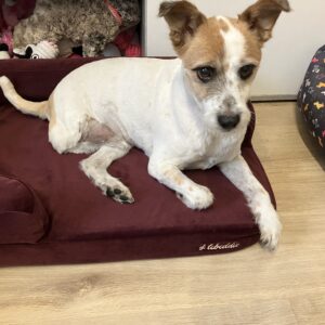 Hnedá Útulňa photo review