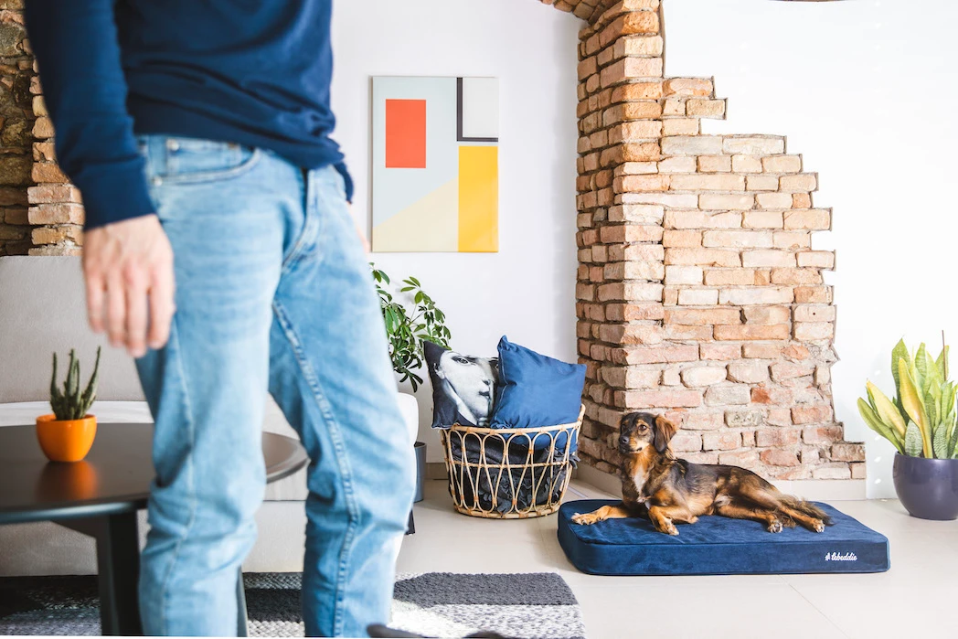 Eddie na modrej cistinke