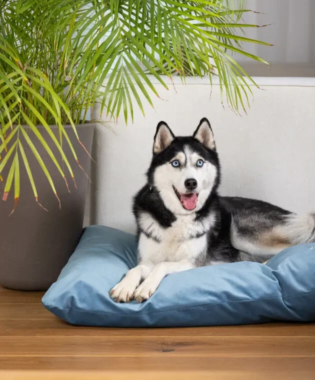 dog_bed_pillow_cushion_lifestyle_lebeddie_8521-min-682x1024