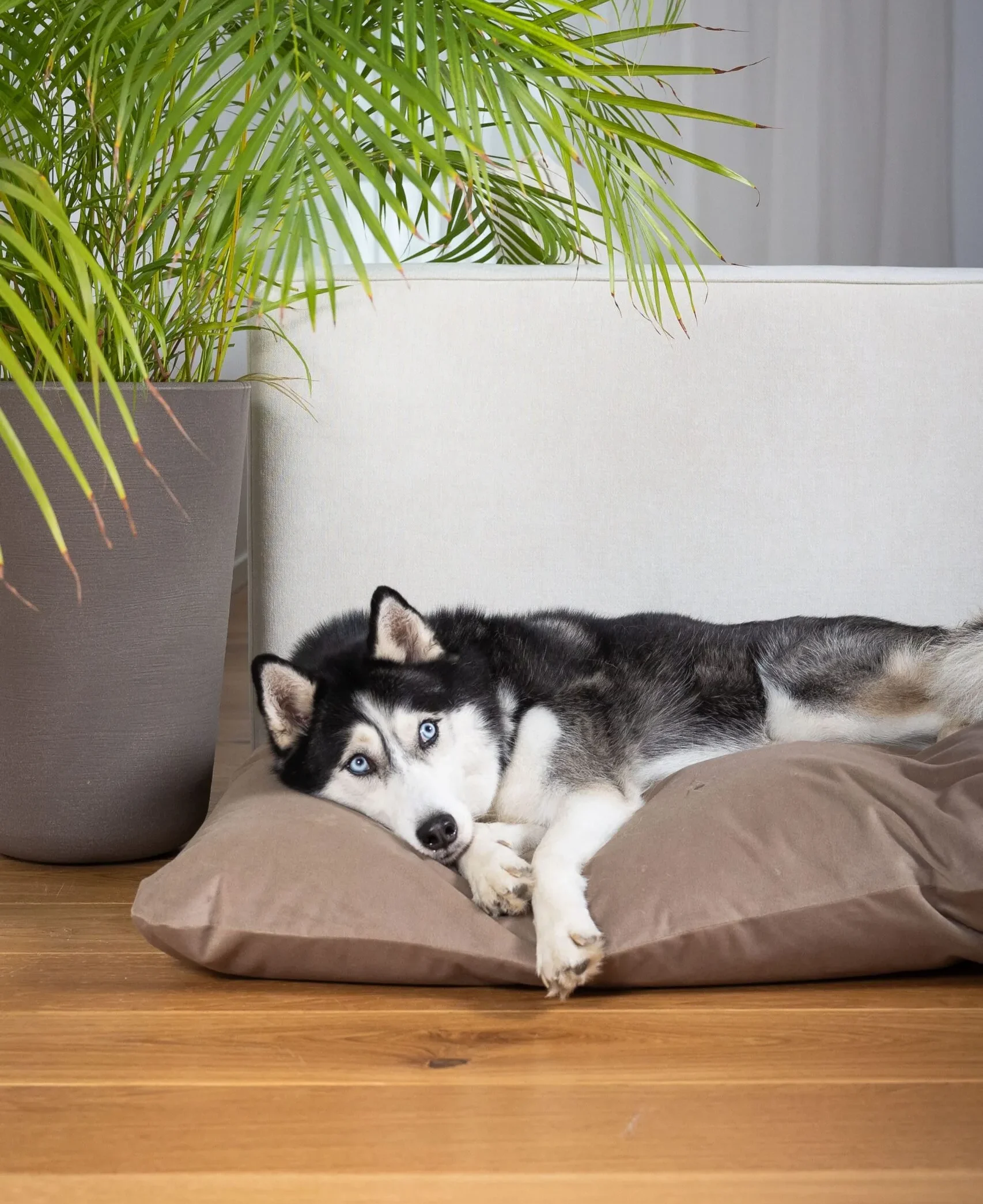 dog_bed_pillow_cushion_lifestyle_lebeddie_8586-min-scaled