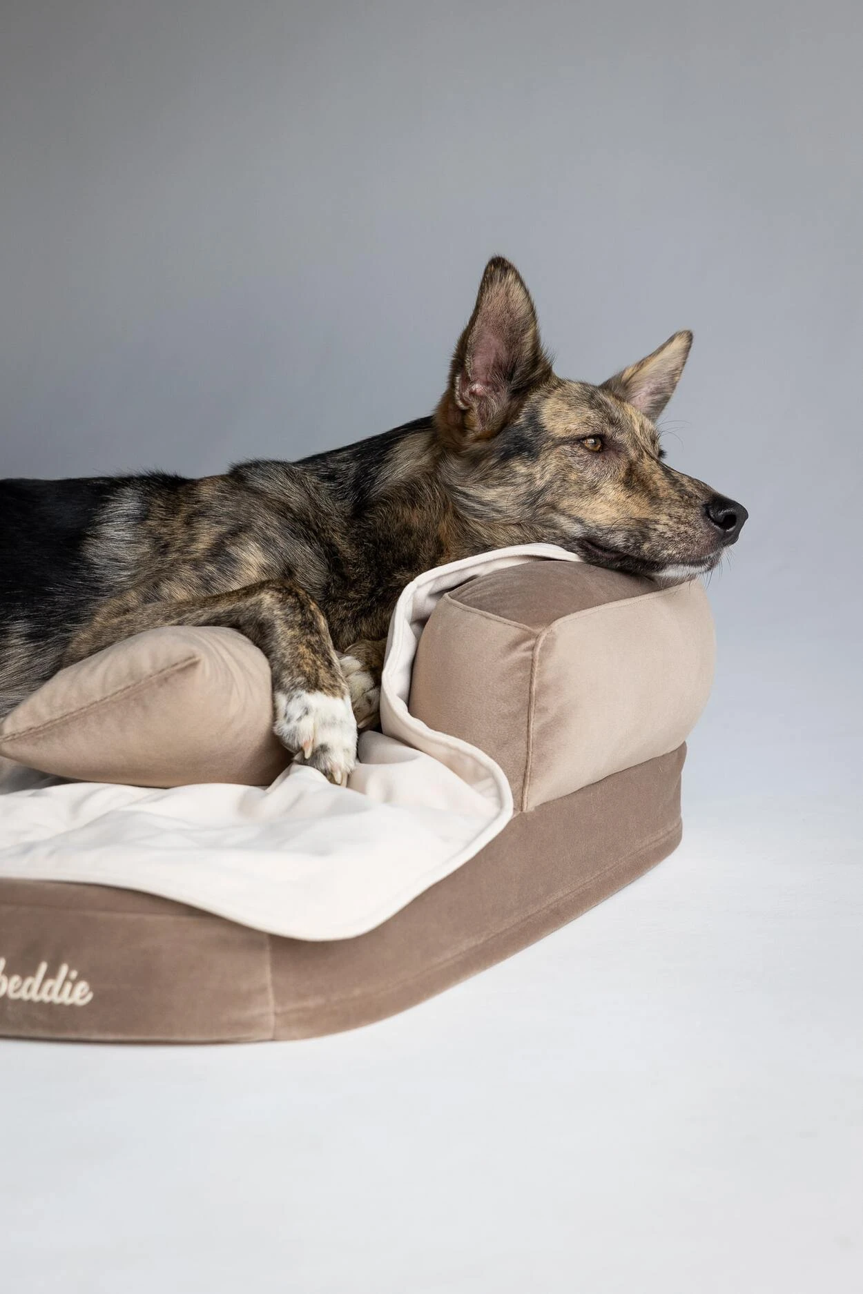 Bernie v Hnedej Útulni s o SMotanovou dekou a vankúšmi portret