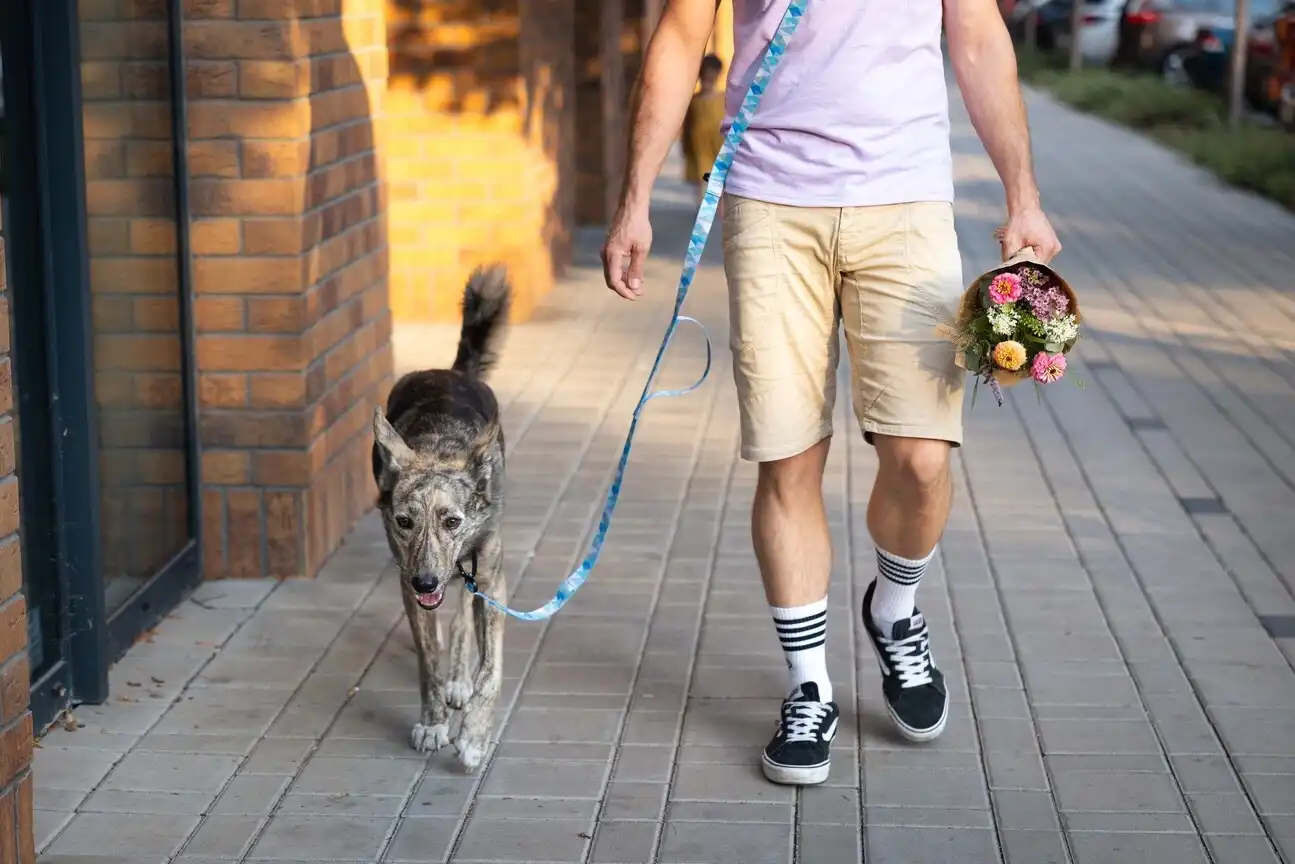 Bernie na Handsfree vôdzke