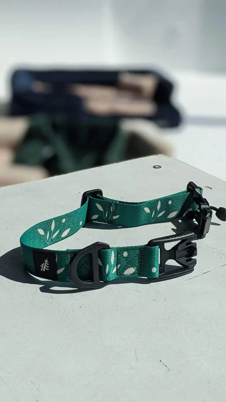 Obojok Eddieho vetva