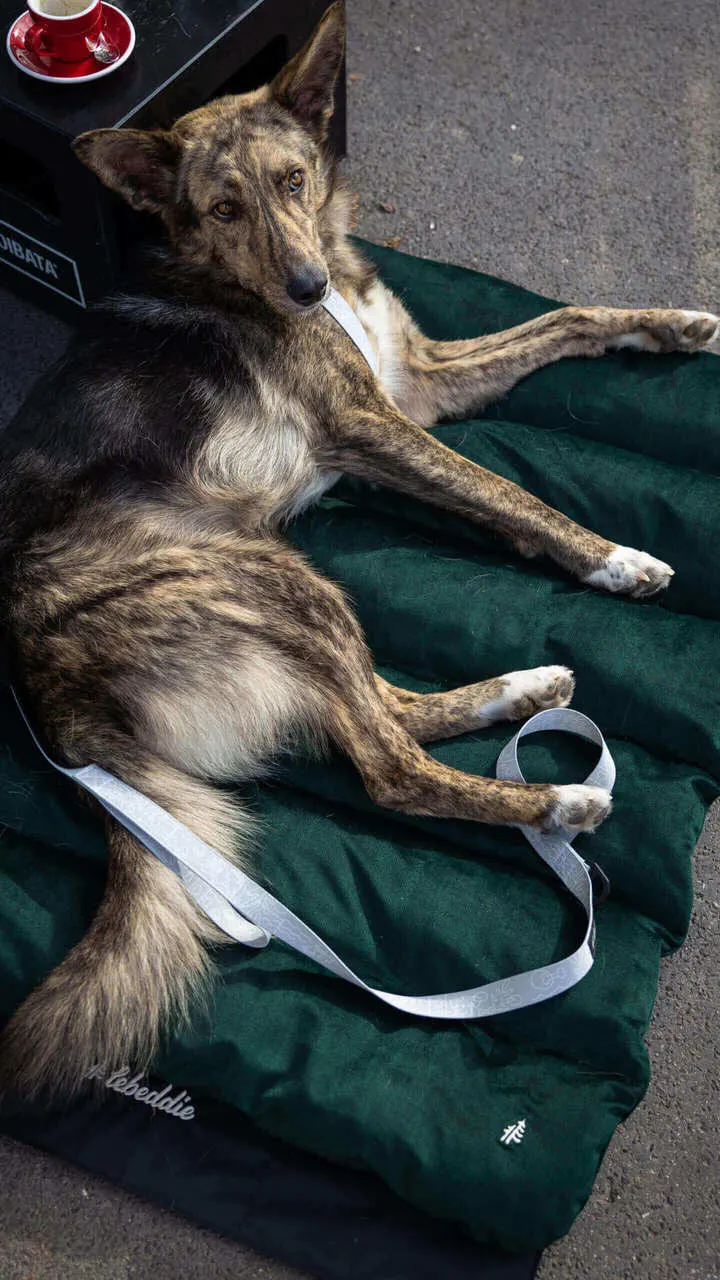 Bernie chilling on a green travel bed