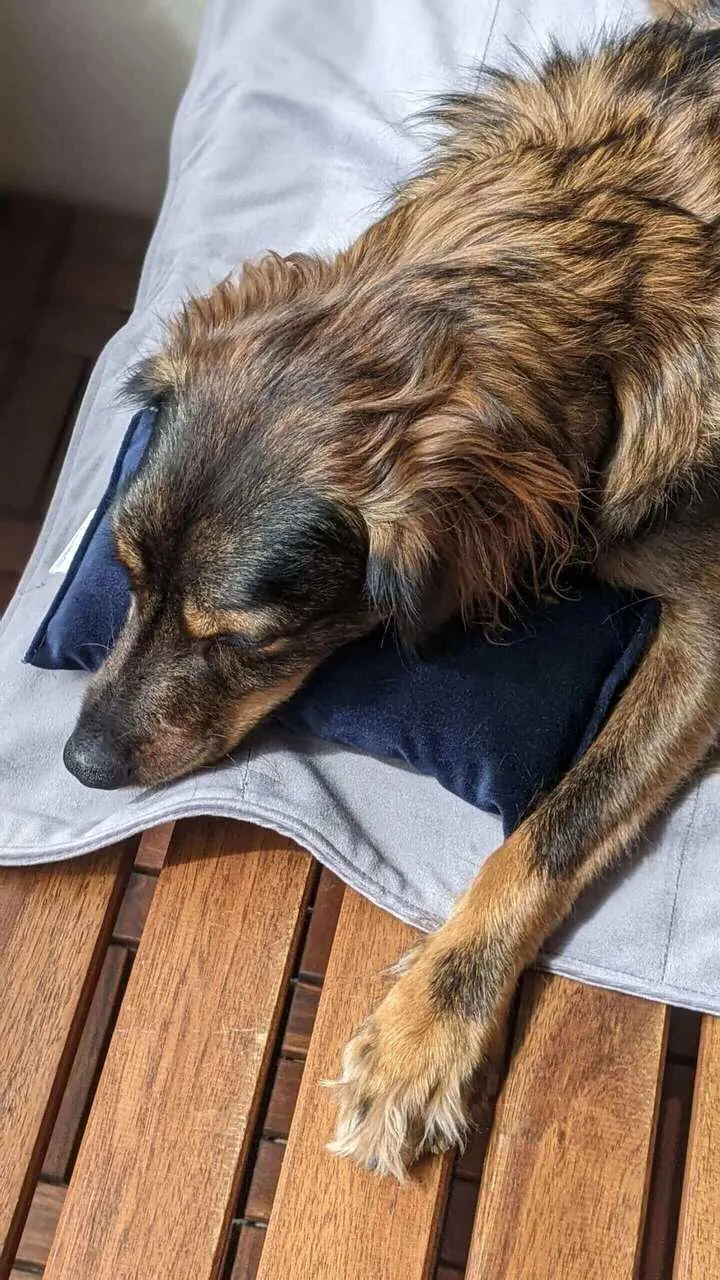 Eddie resting on a grey blanket and blue cushion