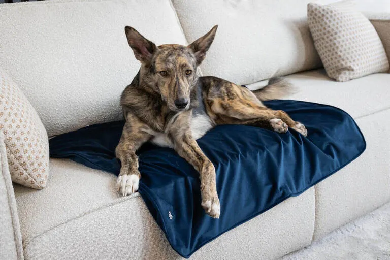 Bernie resting on a blue Blanket