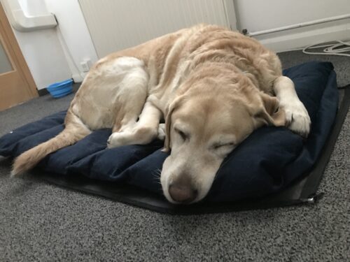 Vinnz Oddychuje na Modrom Cestovnom Lebede L