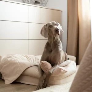 Otázky a odborné rady - Aj weimar si nechá poradiť od našej vetrinárky