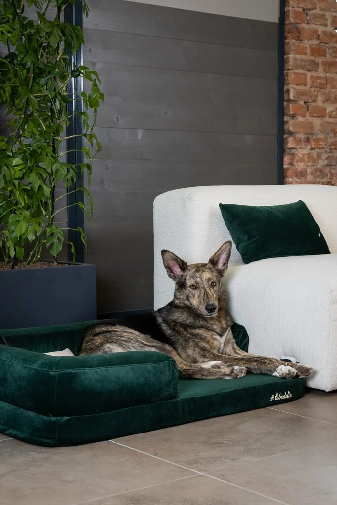 Otázky a odborné rady od Veterinárky aj Berniemu