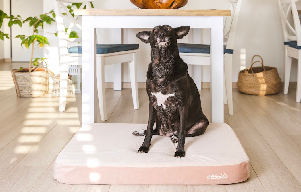 Psík na opravenej čistinke