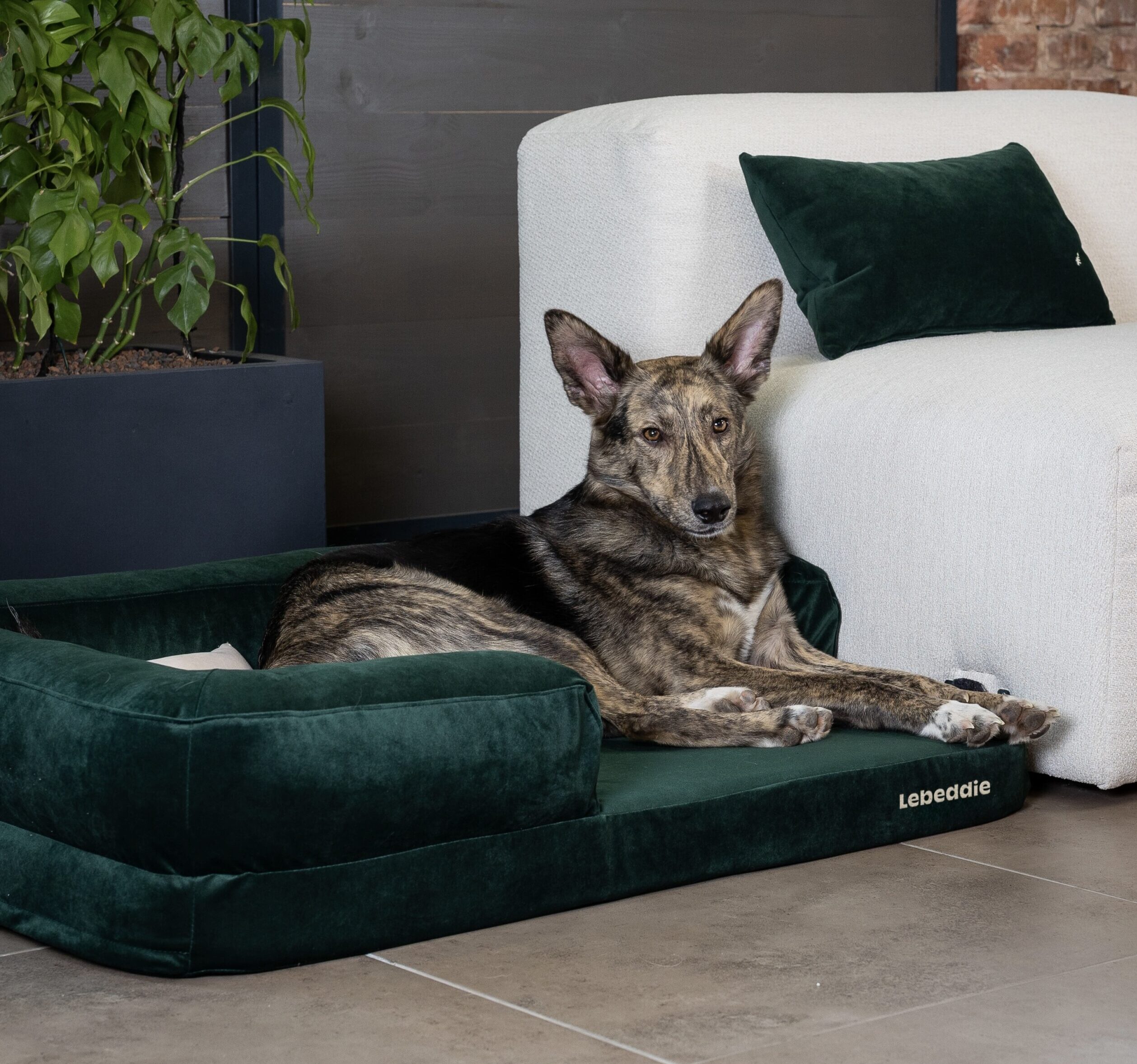 orthopedic_sustainable_dog_bed_lebeddie_7878 (1) copy NEW UPDATE copy