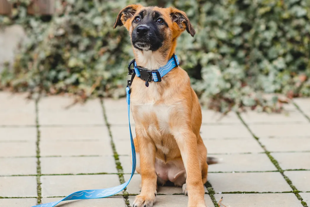 lifestyle-dog-leash-collar-recycled-lebeddie4900